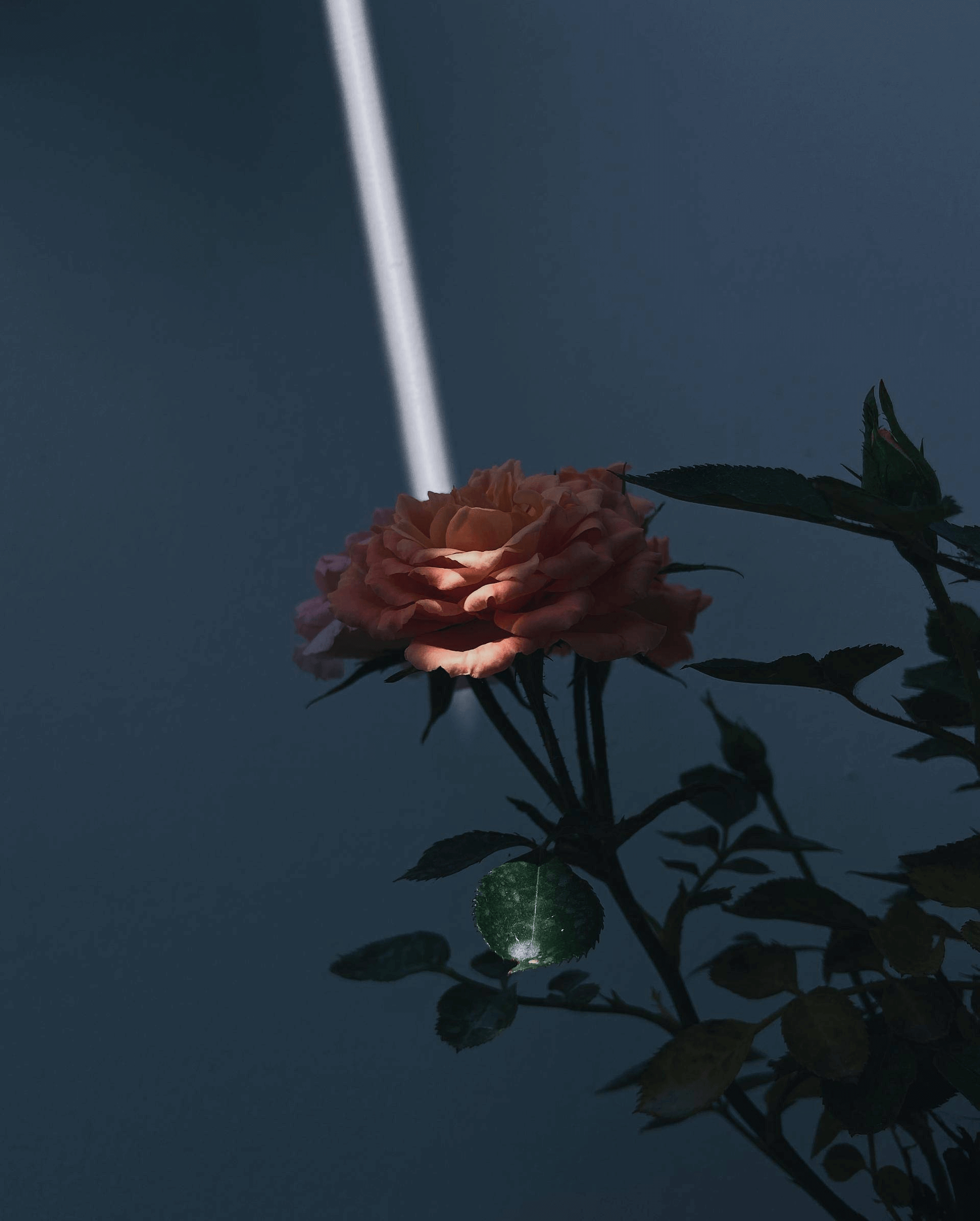 20230818104113632 拍照的光影有最优解吗?